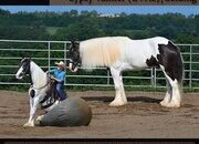 "Comanche" Black Gelding Gypsy Vanner