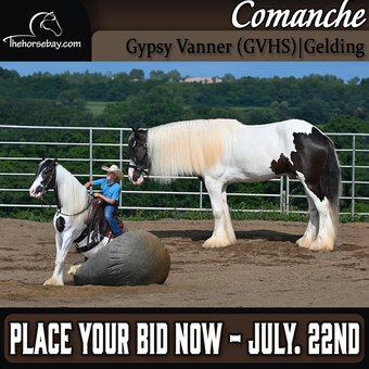 "Comanche" Black Gelding Gypsy Vanner