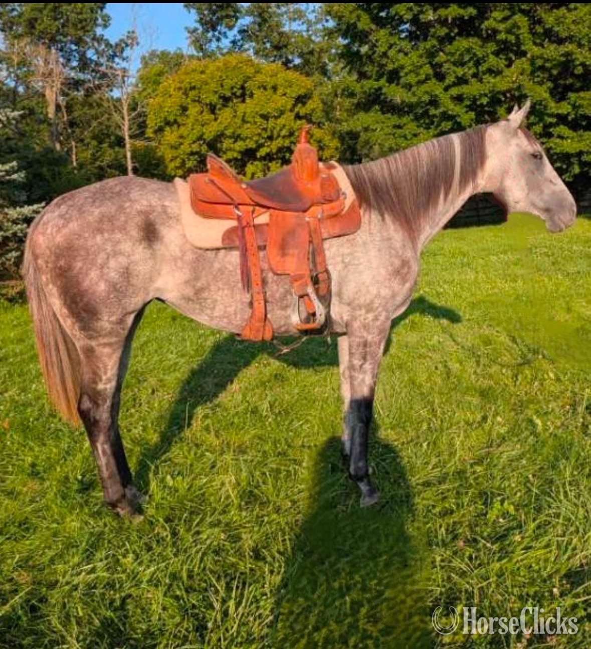 "Nova" Dappled Mare Quarter Horse in Ohio