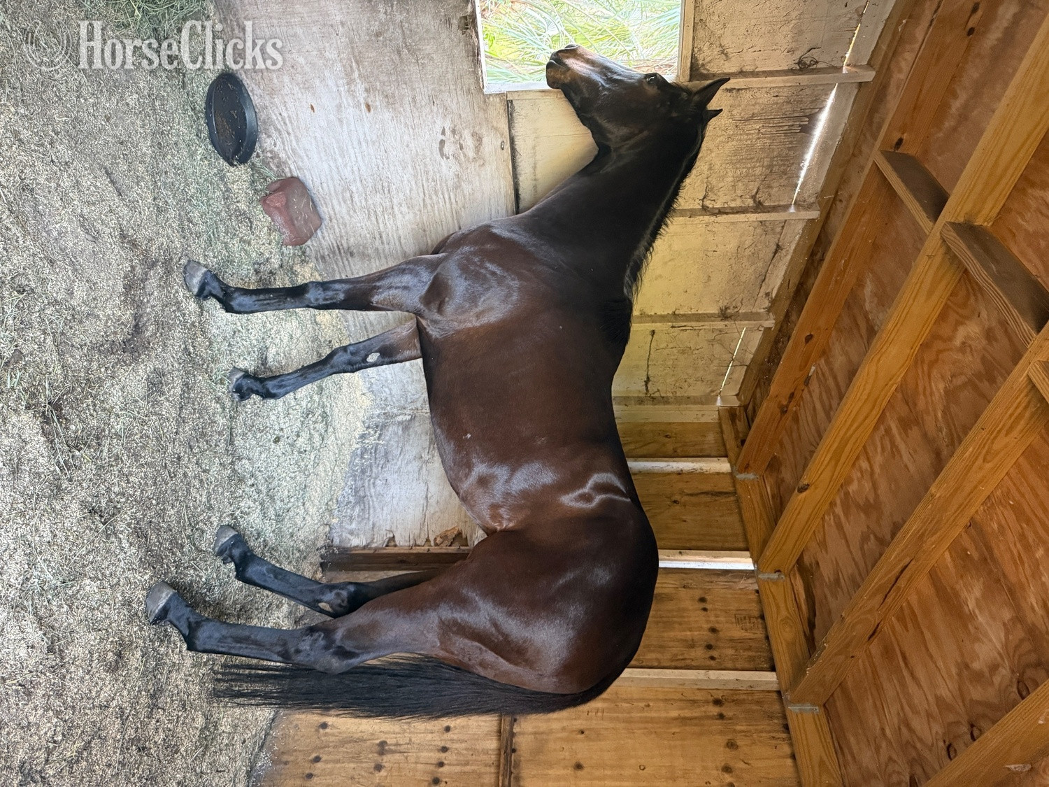"Babe" Bay Mare Thoroughbred