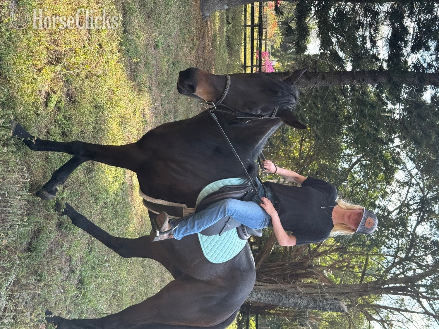 Florida "Babe" Bay Mare Thoroughbred