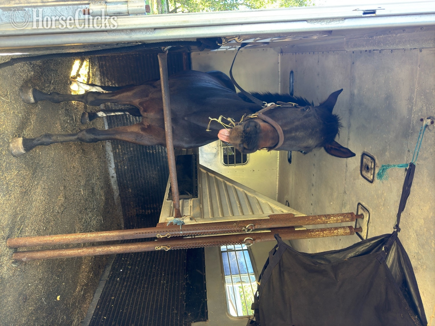 "Babe" Bay Mare Thoroughbred - Thoroughbred
