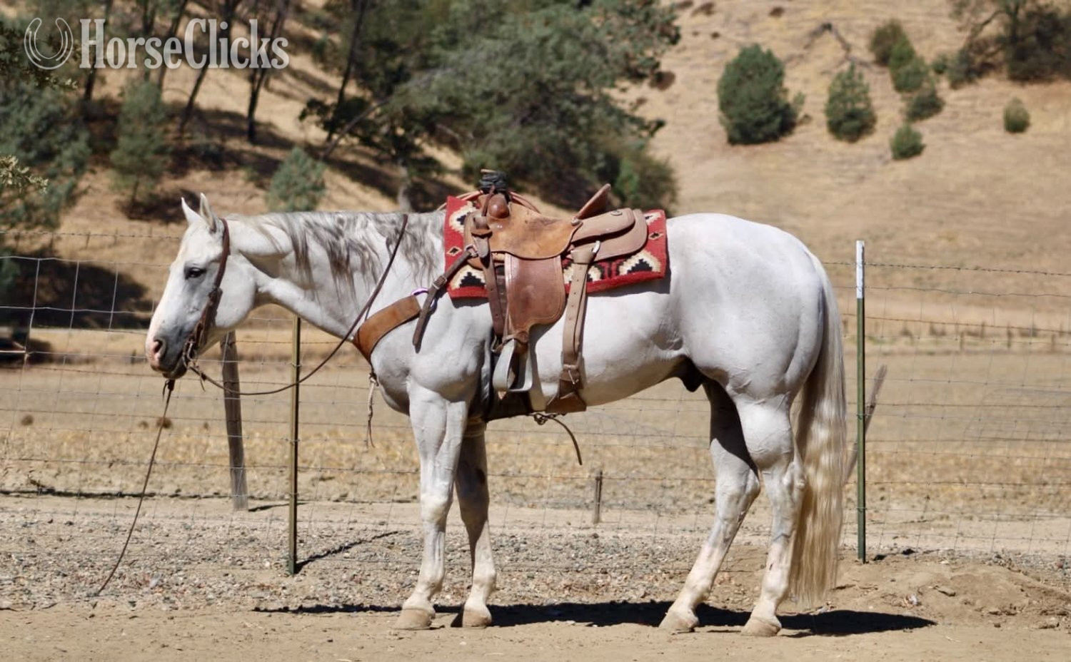 "ALFREDO" Grey Gelding Quarter Horse - Quarter Horse