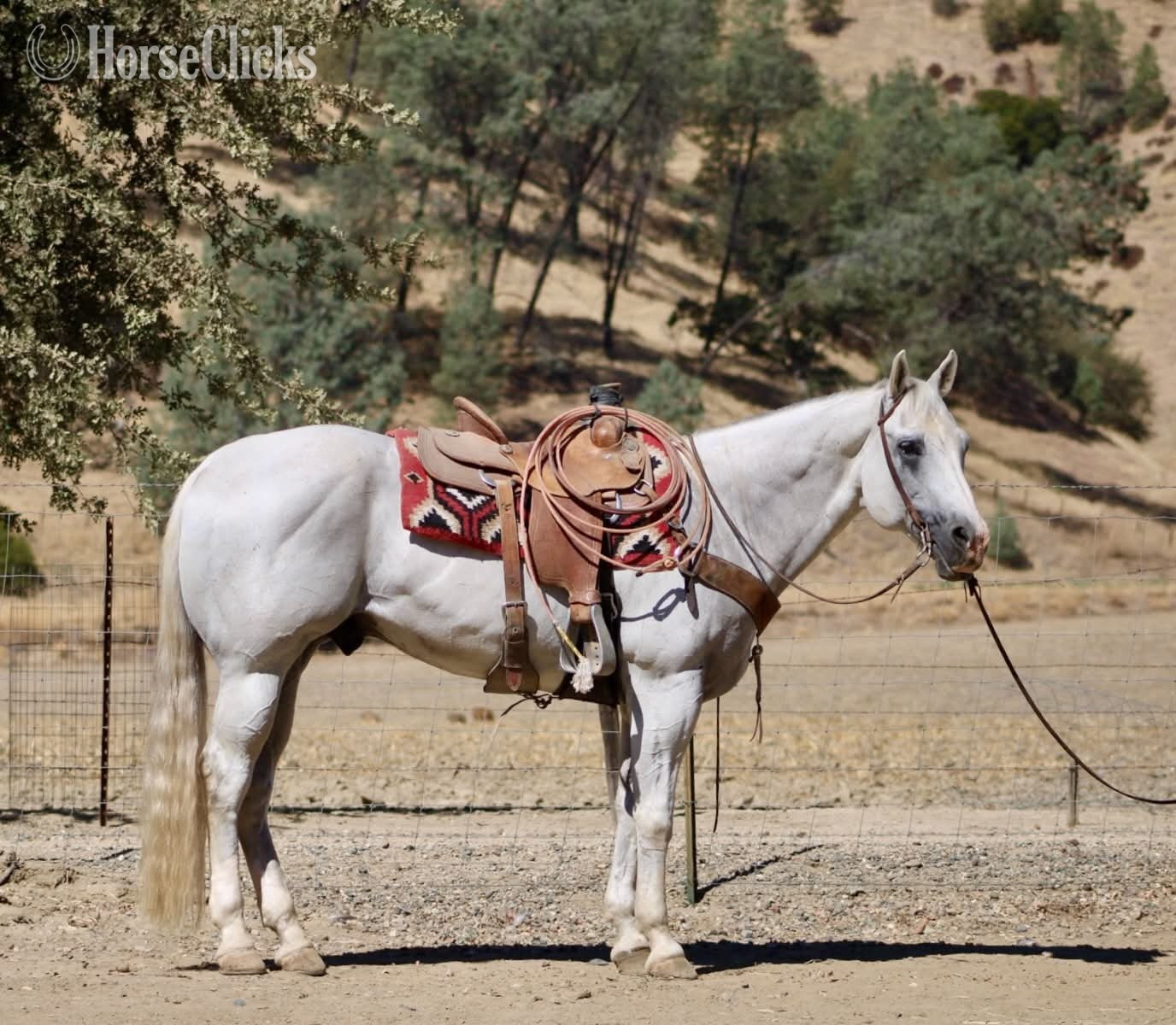 "ALFREDO" Grey Gelding Quarter Horse California