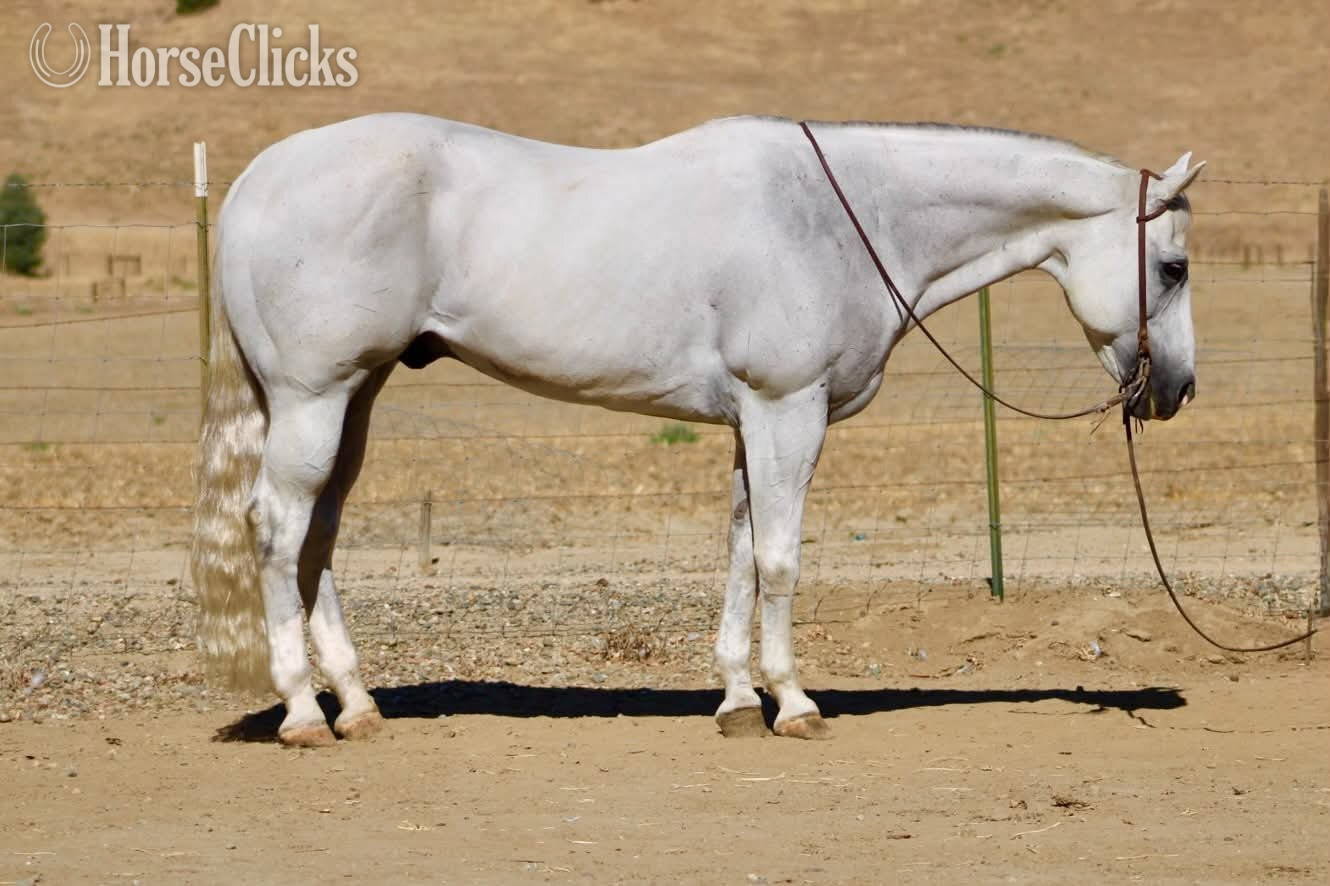 Quarter Horse - "ALFREDO" Grey Gelding Quarter Horse in California