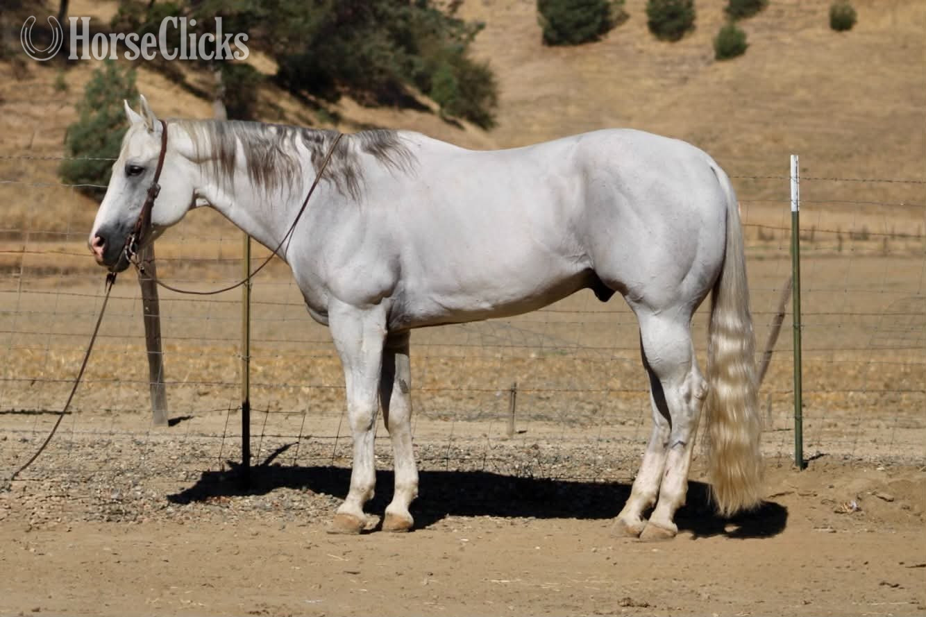 Quarter Horse - "ALFREDO" Grey Gelding Quarter Horse