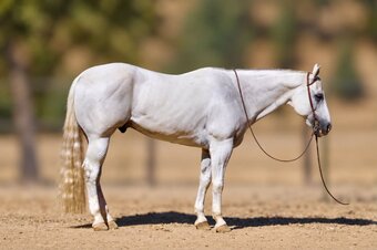 "ALFREDO" Grey Gelding Quarter Horse