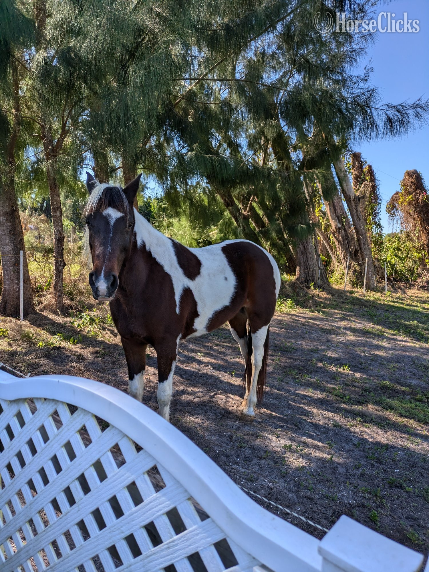 "DAKOTA" Pinto Mare Racking Horse in Florida