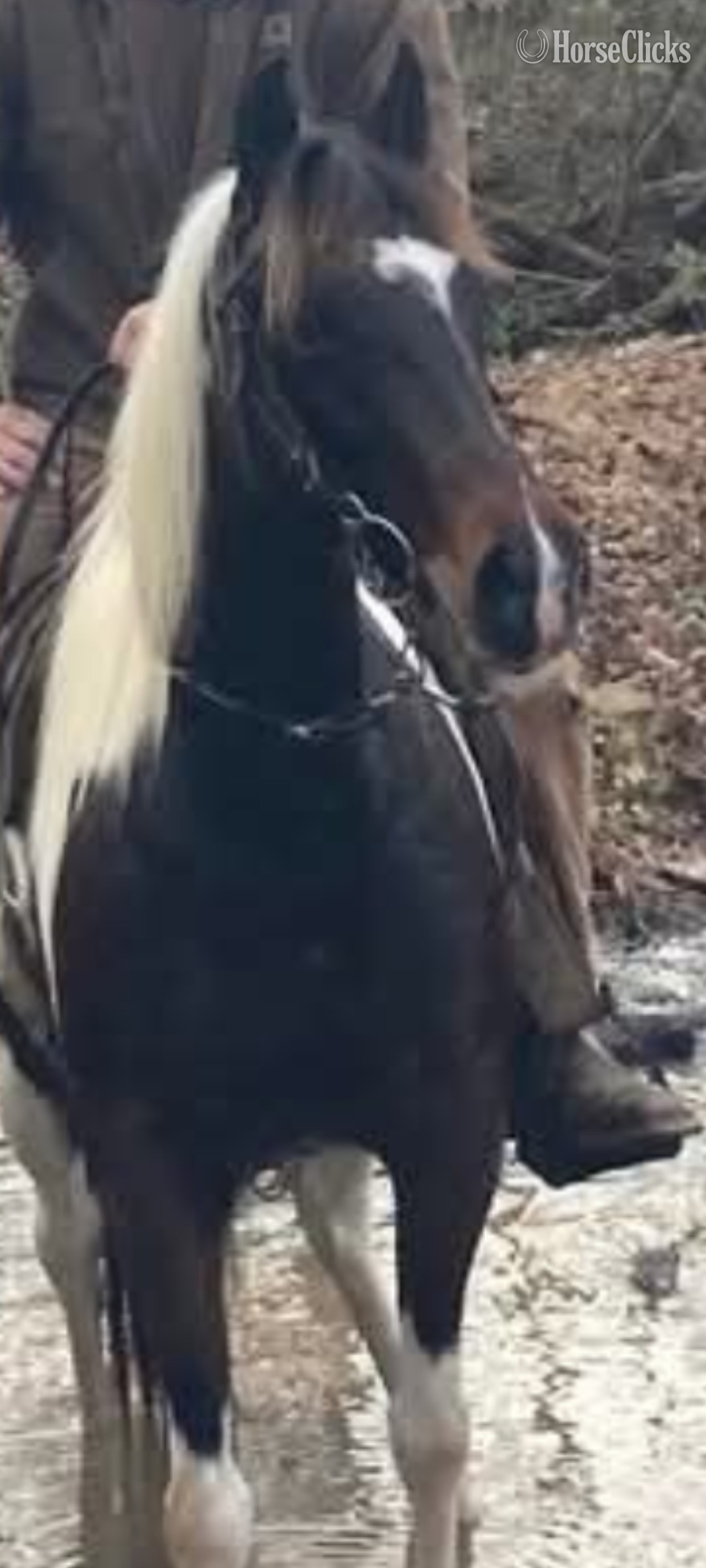 "DAKOTA" Pinto Mare Racking Horse