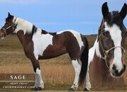 "Sage" Bay Mare Draft