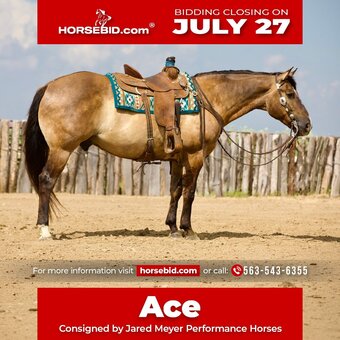 "Ace" Grullo Gelding Quarter Horse