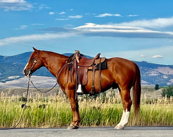 "Zack T" Sorrel Gelding Quarter Horse