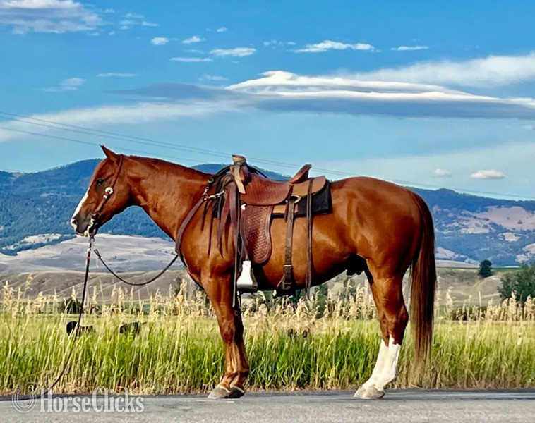 "Zack T" Sorrel Gelding Quarter Horse in Montana