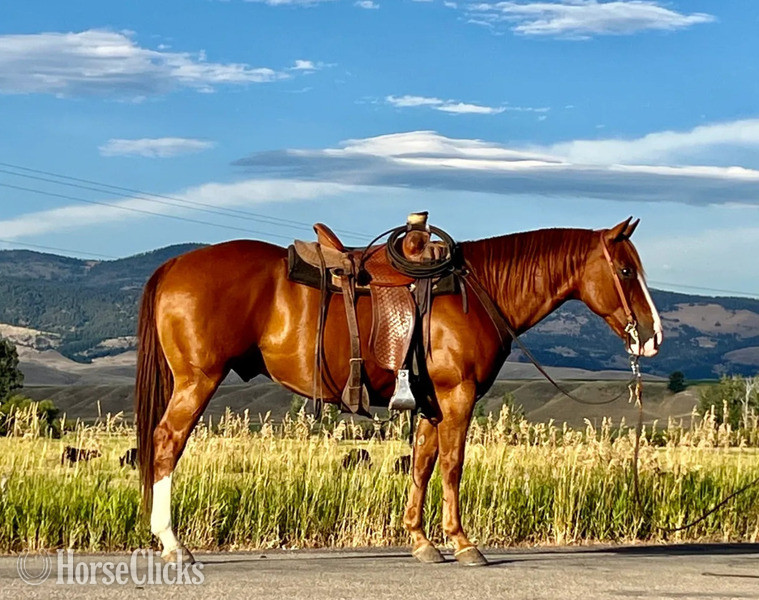 "Zack T" Sorrel Gelding Quarter Horse