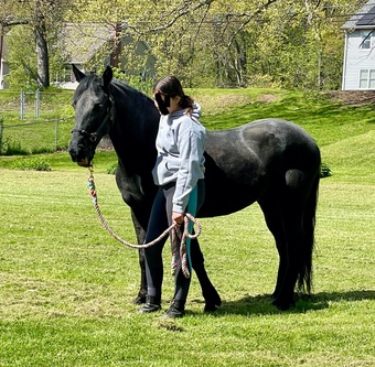 "Mouse" Black Gelding Tennessee Walker