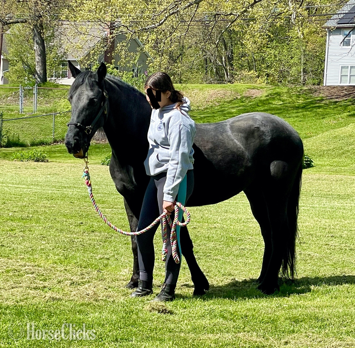 "Mouse" Black Gelding Tennessee Walker in Connecticut