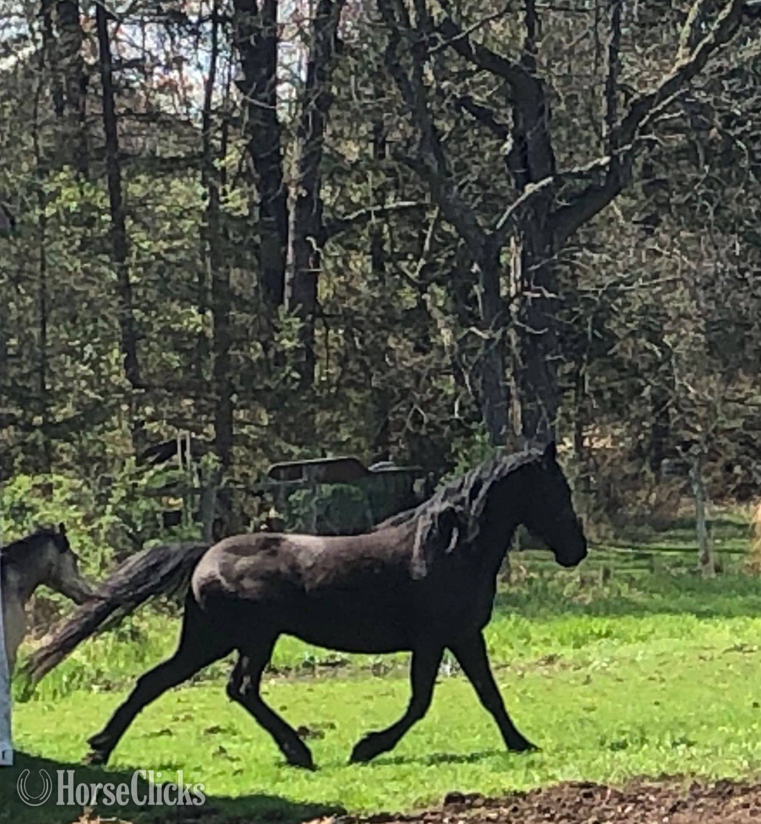 "Mouse" Black Gelding Tennessee Walker