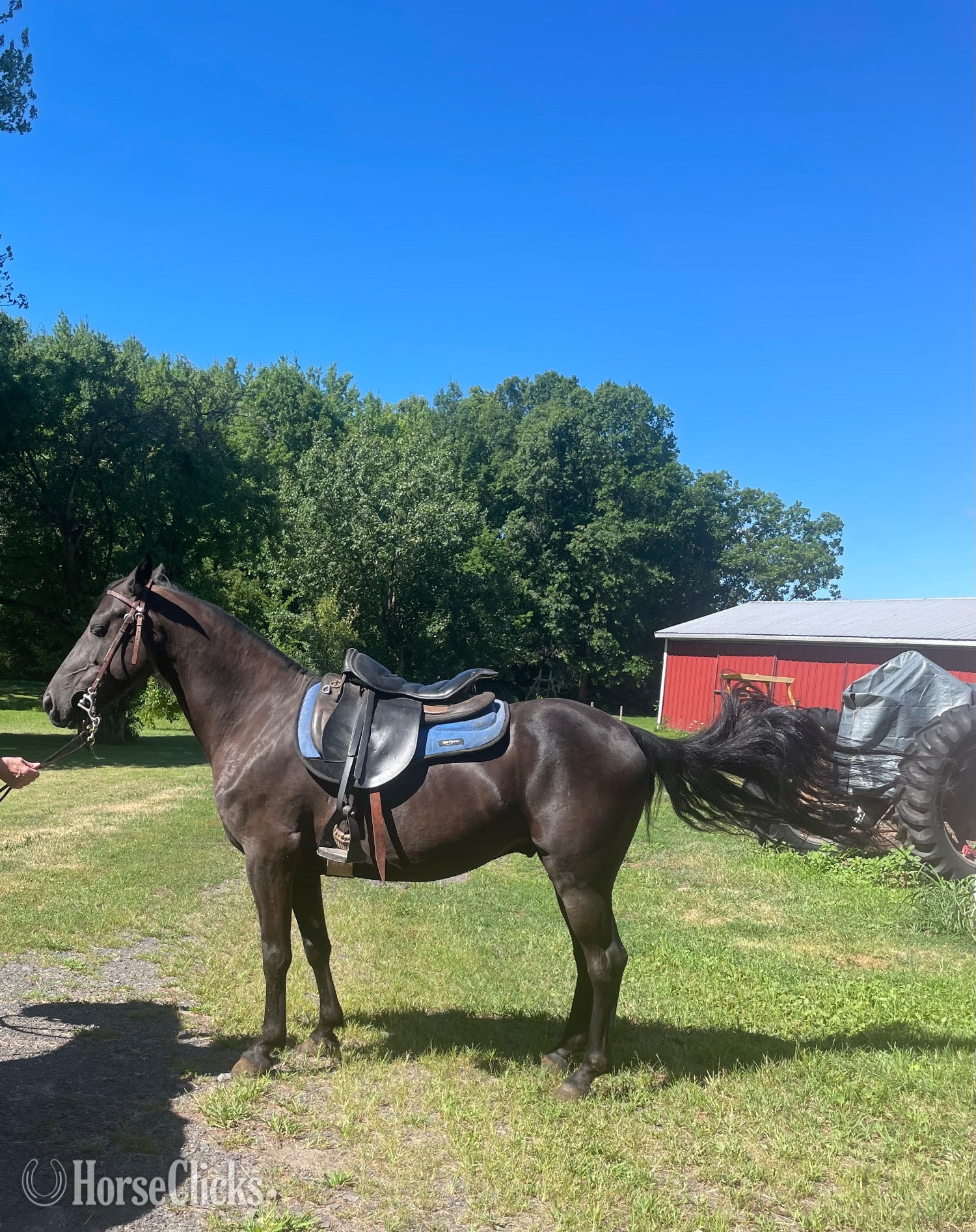 Connecticut "Mouse" Black Gelding Tennessee Walker