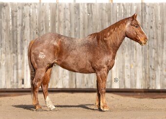 "Rooster " Red Roan Gelding Quarter Horse