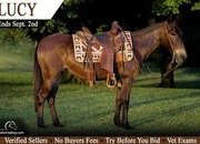 "Lucy" Bay Mare Mule