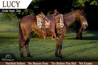 "Lucy" Bay Mare Mule
