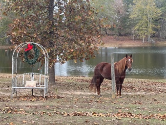 "Dreamer" Chestnut Mare Peruvian Paso