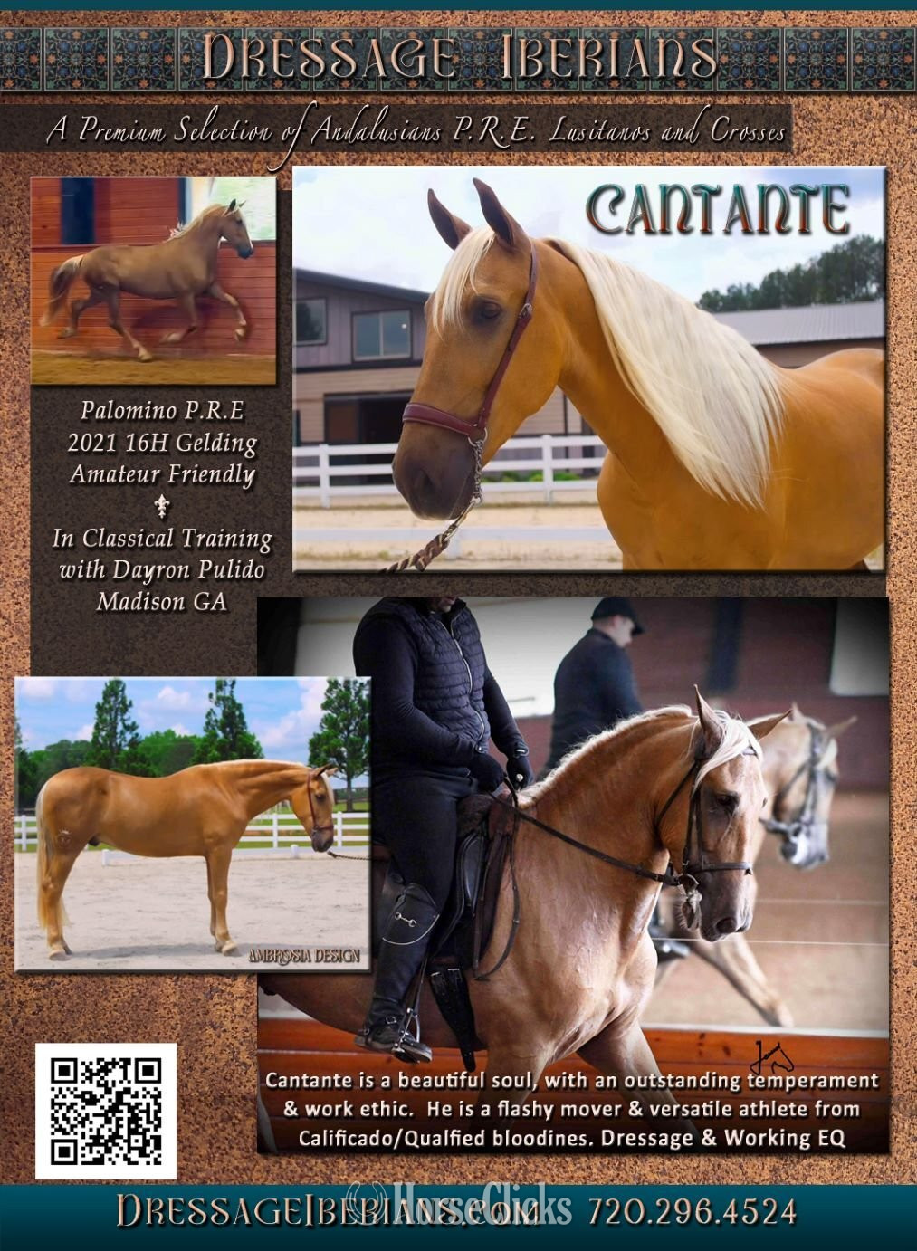 "Cantante" Palomino Gelding Andalusian in Georgia