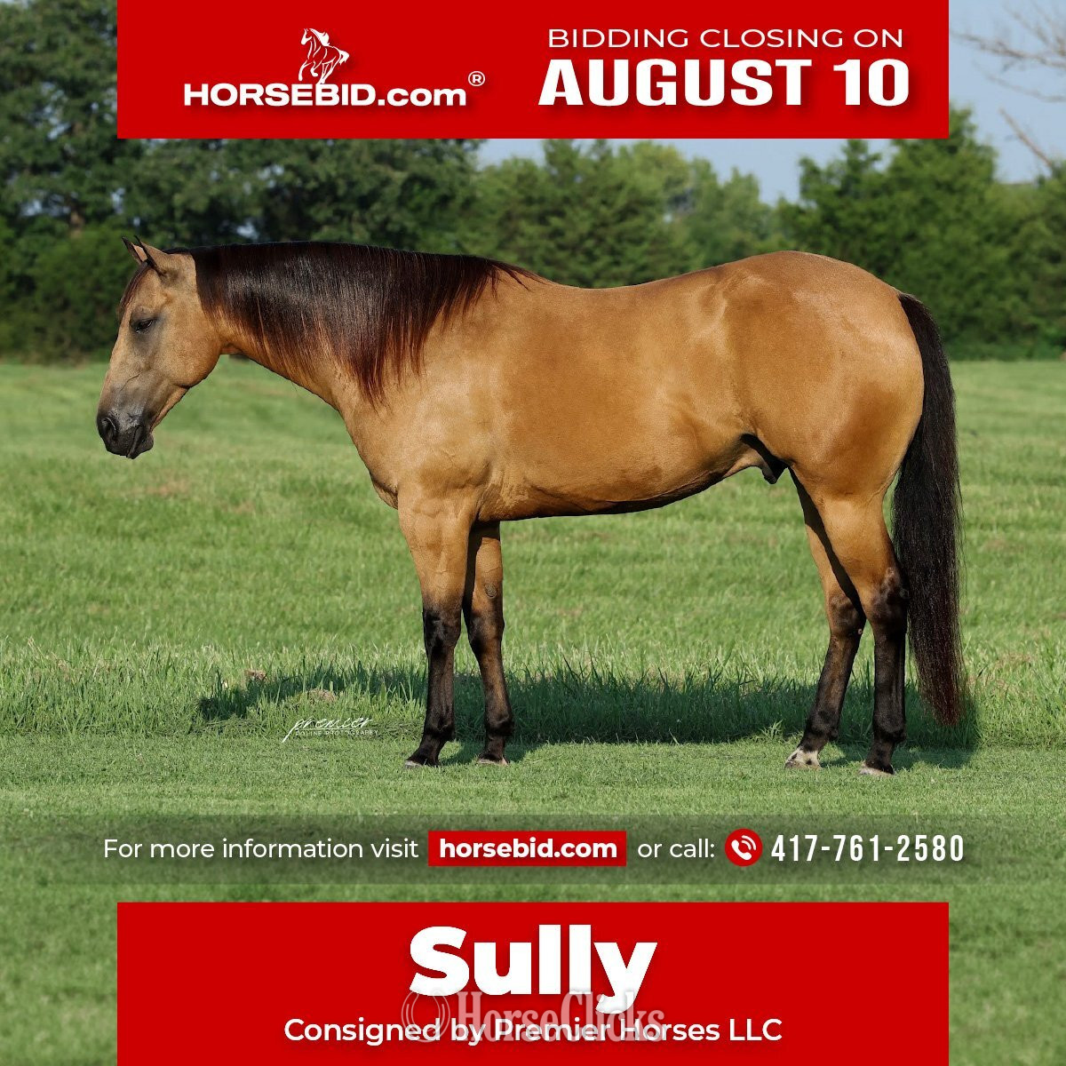 "Sully" Buckskin Gelding Quarter Horse in Missouri