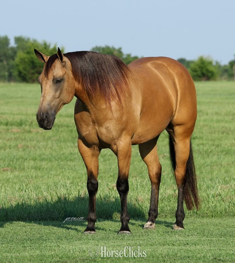 "Sully" Buckskin Gelding Quarter Horse