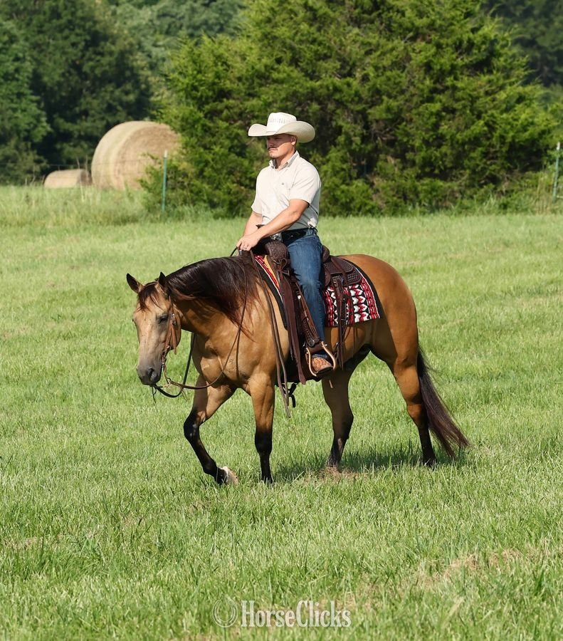 Missouri "Sully" Buckskin Gelding Quarter Horse