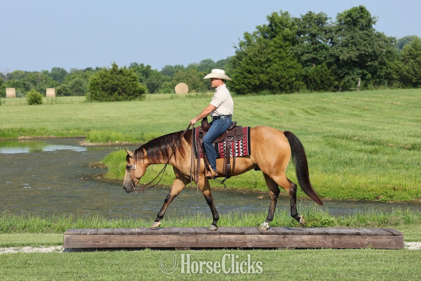 "Sully" Buckskin Gelding Quarter Horse - Quarter Horse in Missouri