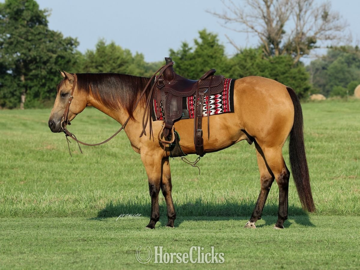 "Sully" Buckskin Gelding Quarter Horse - Quarter Horse
