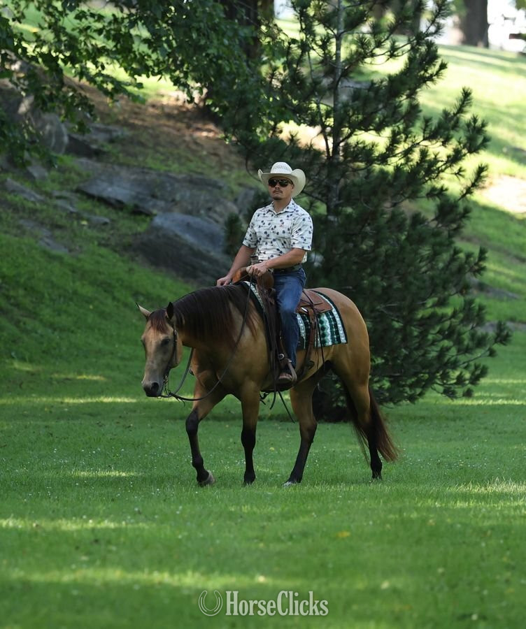 "Sully" Buckskin Gelding Quarter Horse Missouri