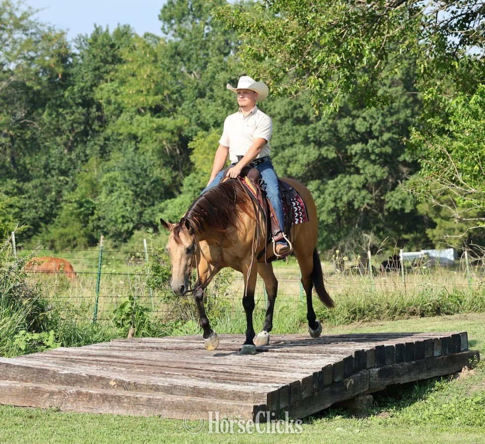Quarter Horse - "Sully" Buckskin Gelding Quarter Horse