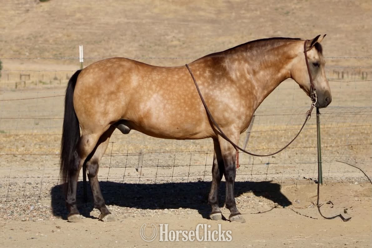 "CHUNKY MONKEY" Buckskin Gelding Quarter Horse