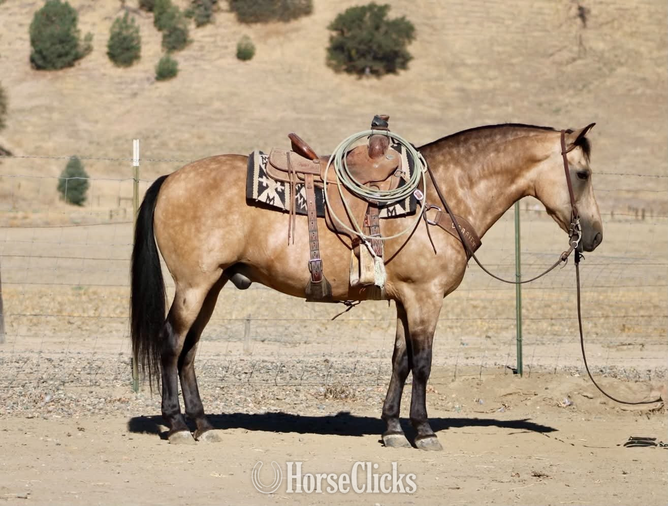 California "CHUNKY MONKEY" Buckskin Gelding Quarter Horse