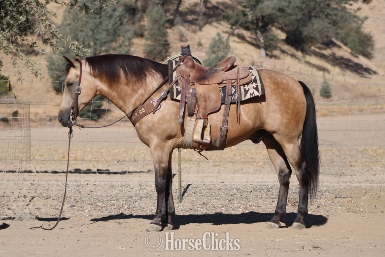 "CHUNKY MONKEY" Buckskin Gelding Quarter Horse - Quarter Horse in California