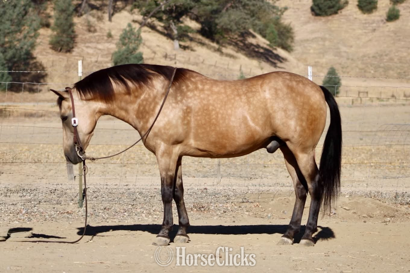 "CHUNKY MONKEY" Buckskin Gelding Quarter Horse California