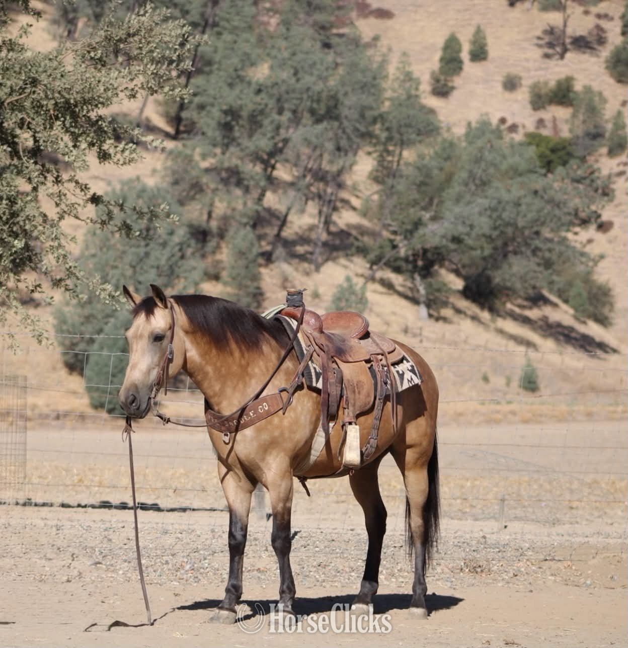 Quarter Horse - "CHUNKY MONKEY" Buckskin Gelding Quarter Horse in California