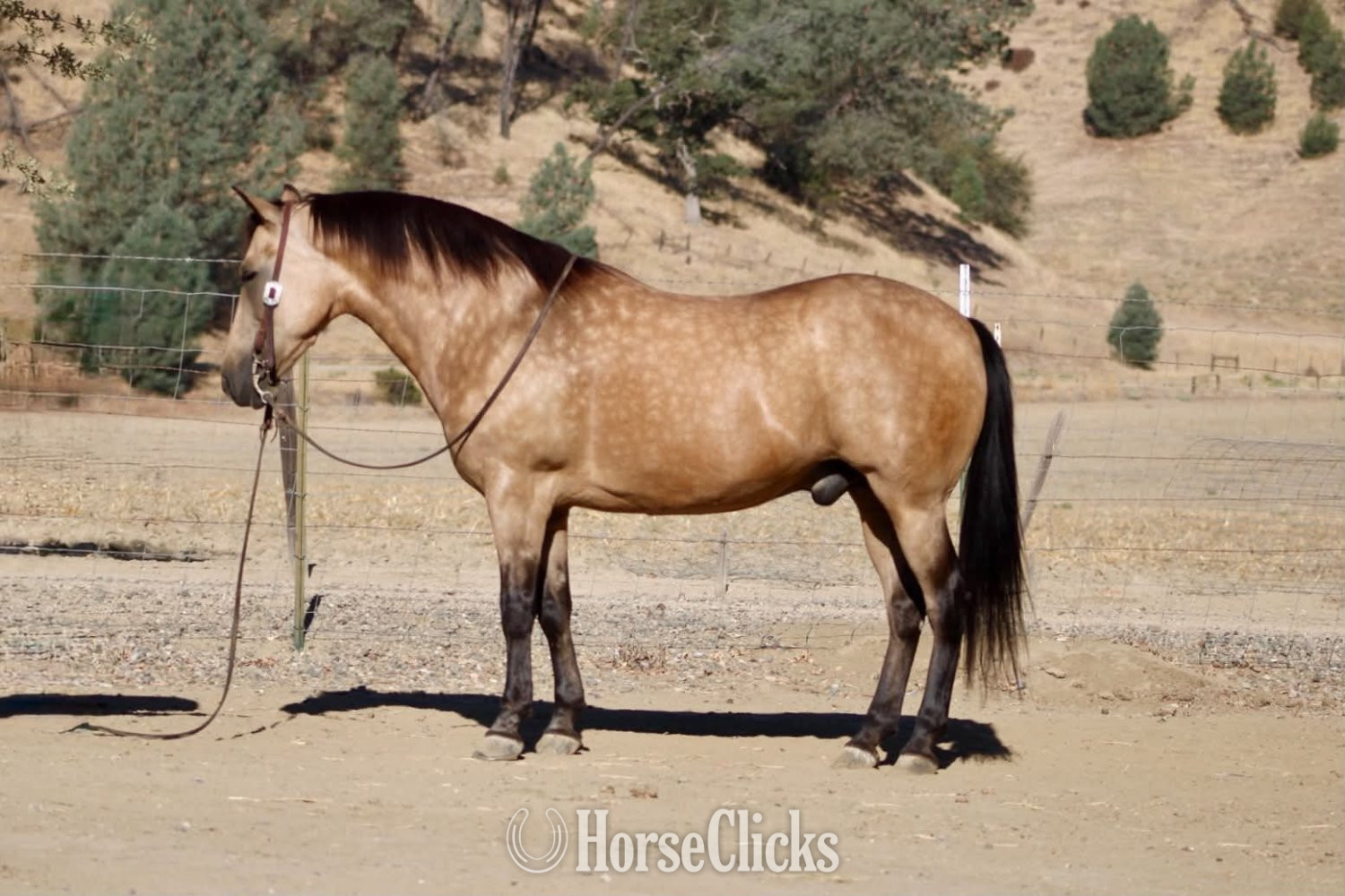 Quarter Horse - "CHUNKY MONKEY" Buckskin Gelding Quarter Horse