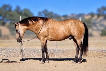 "CHUNKY MONKEY" Buckskin Gelding Quarter Horse