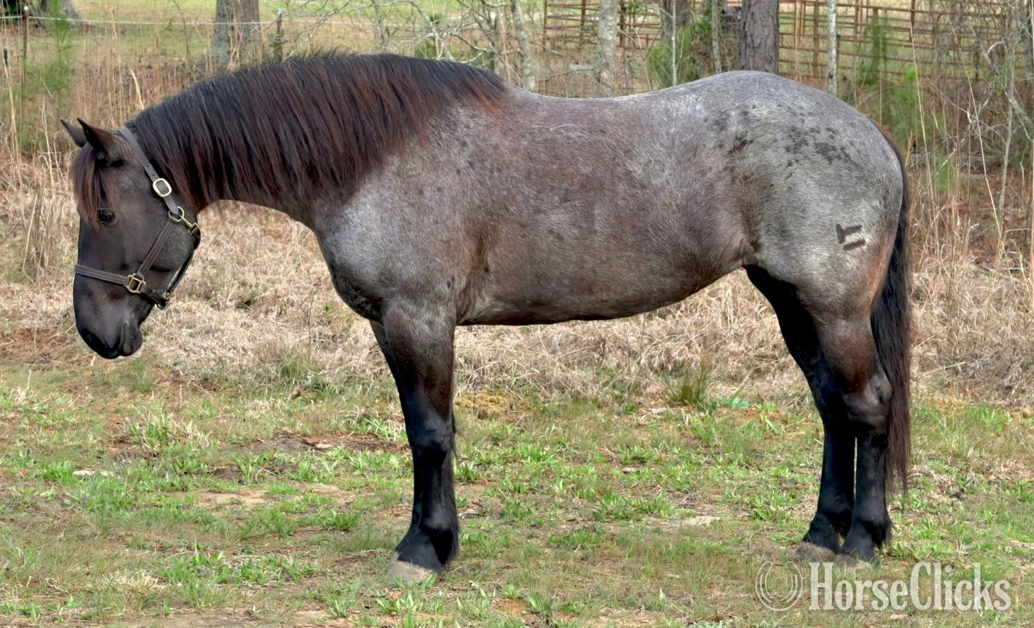 "Namarra " Blue Roan Mare Draft in Georgia