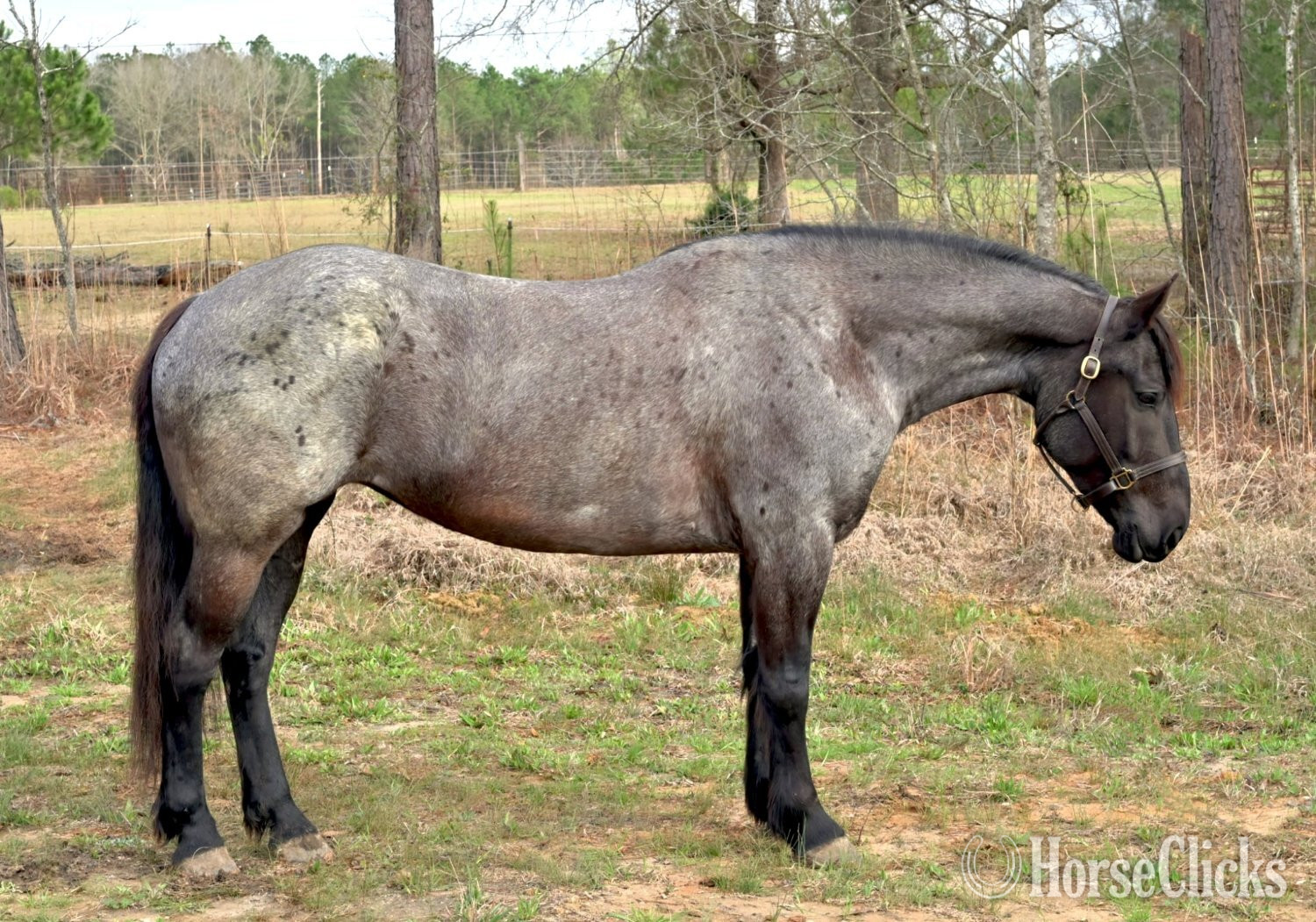 "Namarra " Blue Roan Mare Draft