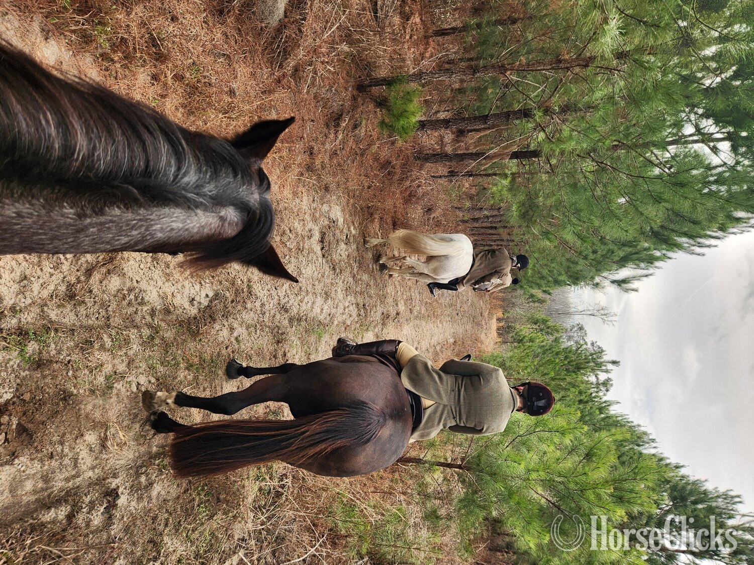 Georgia "Namarra " Blue Roan Mare Draft