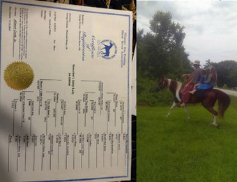 "Lady" Sorrel Mare Missouri Fox Trotter