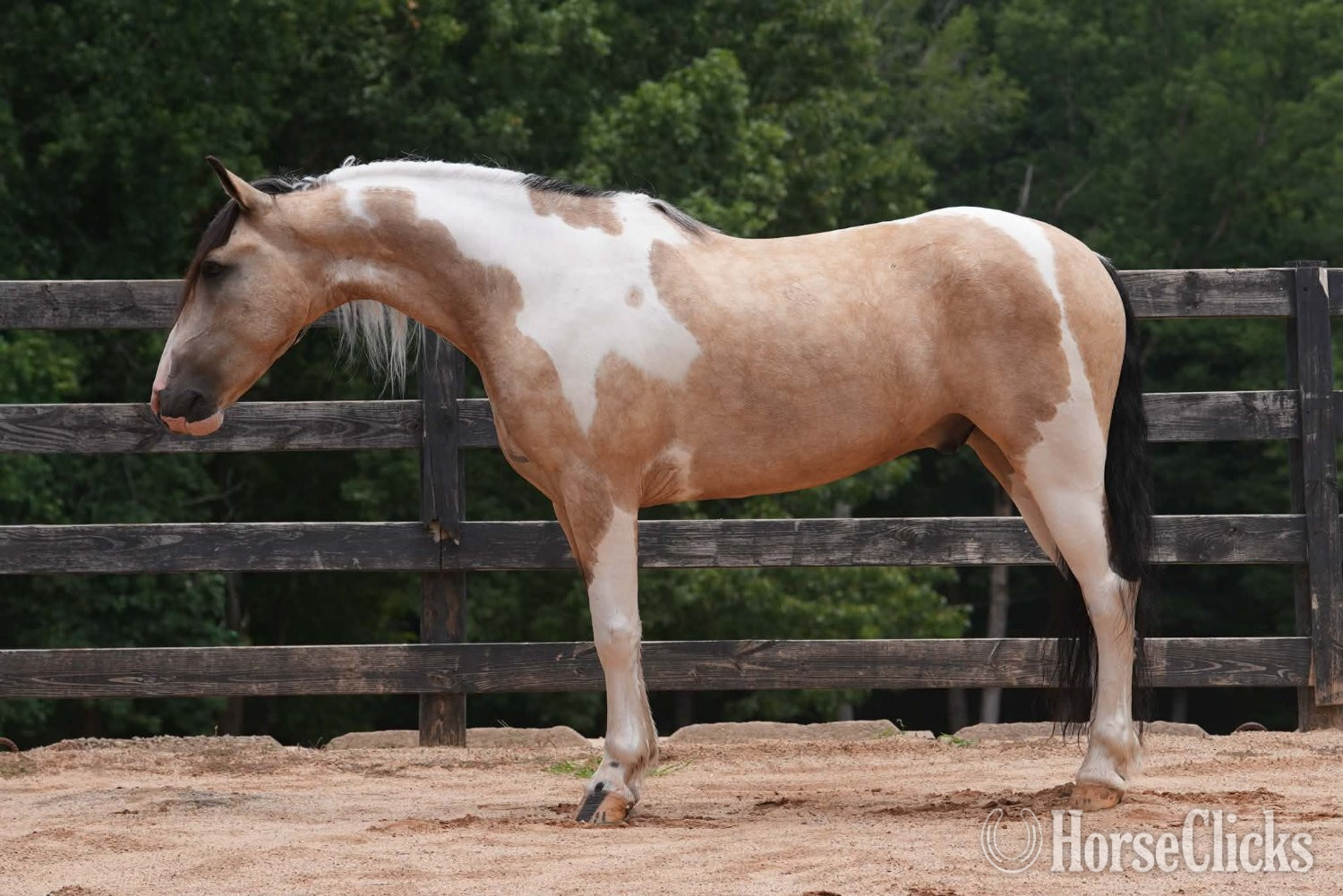 "Spencer " Pinto Gelding Draft