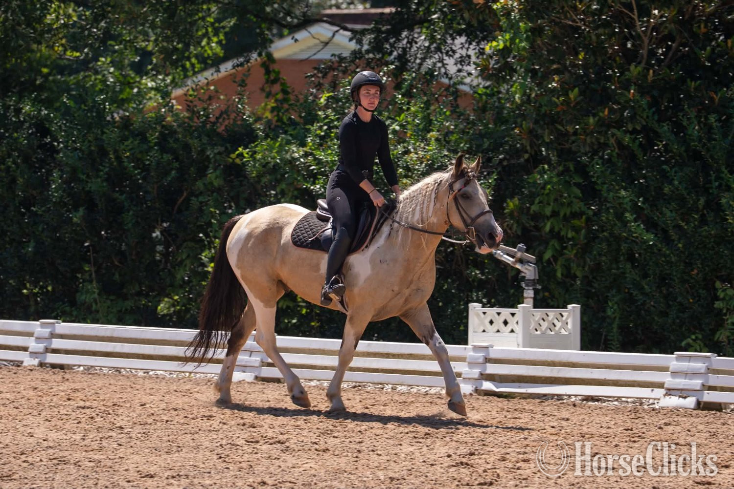 "Spencer " Pinto Gelding Draft - Draft in South Carolina