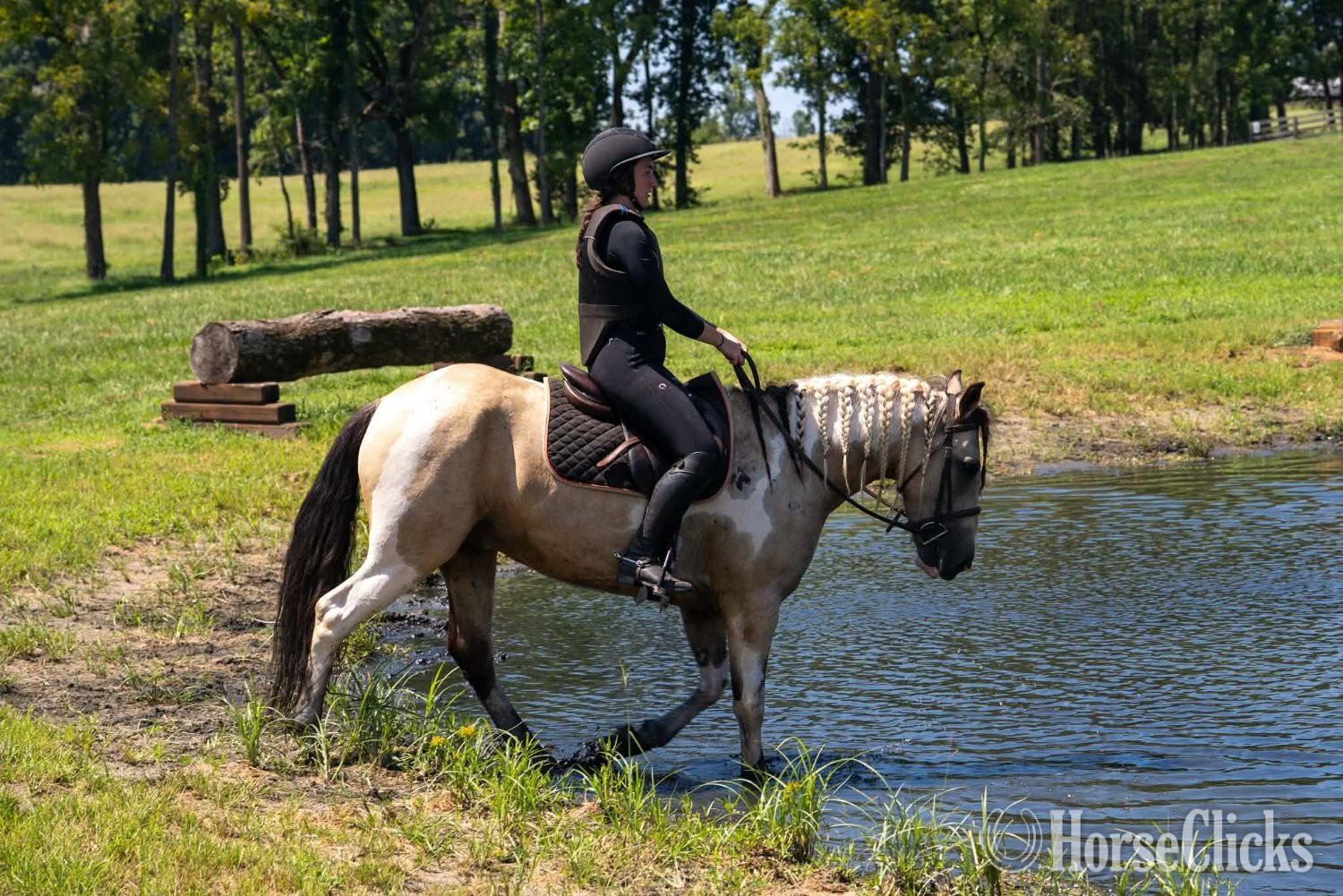 "Spencer " Pinto Gelding Draft - Draft