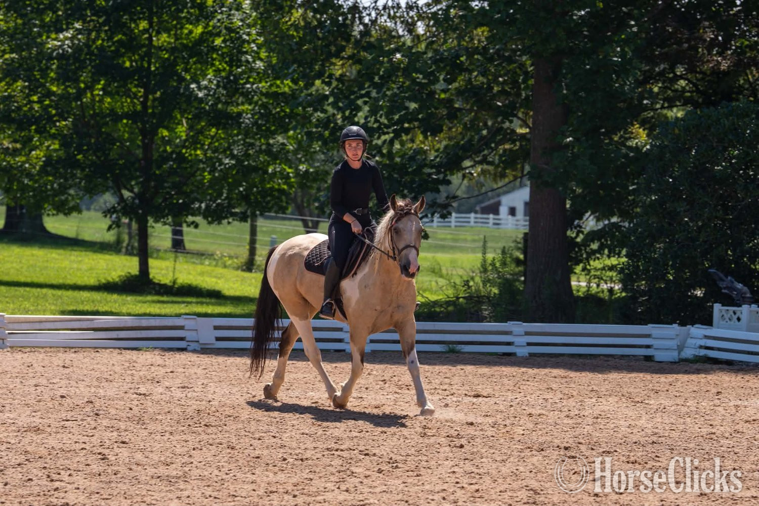 "Spencer " Pinto Gelding Draft South Carolina