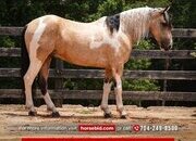 "Spencer " Pinto Gelding Draft
